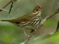 Ovenbird - Gatling Point Rec Area (36.5575,-87.9038), Stewart, Tennessee, 5/9/2025