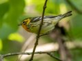 Blackburnian Warbler- Gatling Point Rec Area (36.5575,-87.9038), Stewart, Tennessee, 5/9/2025