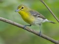 Yellow-throated Vireo- Gatling Point Rec Area (36.5575,-87.9038), Stewart, Tennessee, 5/9/2025
