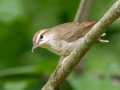 Swainson's Warbler- Gatling Point Rec Area (36.5575,-87.9038), Stewart, Tennessee, 5/14/2025