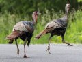 Wild Turkeys - Gatling Point Rec Area (36.5575,-87.9038), Stewart, Tennessee, 5/14/2025