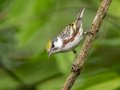 Chestnut-sided Warbler - Gatling Point Rec Area (36.5575,-87.9038), Stewart, Tennessee, 5/14/2025