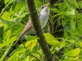 Yellow-billed Cuckoo - Gatling Point Rec Area (36.5575,-87.9038), Stewart, Tennessee, 5/14/2025
