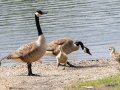 Canada Goose - Gatling Point Rec Area (36.5575,-87.9038), Stewart, Tennessee, 5/14/2025