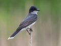 Eastern Kingbird - Cross Creeks NWR, Pool 4A, Stewart, Tennessee, 5/15/2025