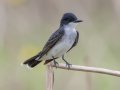 Eastern Kingbird - Cross Creeks NWR, Pool 4A, Stewart, Tennessee, 5/15/2025