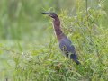 Green Heron- Cross Creeks NWR Headquarters, Stewart, Tennessee, 5/15/2025