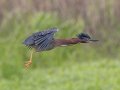 Green Heron- Cross Creeks NWR Headquarters, Stewart, Tennessee, 5/15/2025