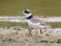 Semipalmated Plover- Cross Creeks NWR, Pool 4 A, Stewart, Tennessee, 5/15/2025