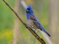 Blue Grosbeak- Cross Creeks NWR, Pool 2 ABC, Stewart, Tennessee, 5/15/2025