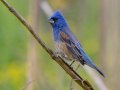 Blue Grosbeak- Cross Creeks NWR, Pool 2 ABC, Stewart, Tennessee, 5/15/2025