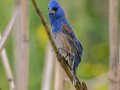Blue Grosbeak- Cross Creeks NWR, Pool 2 ABC, Stewart, Tennessee, 5/15/2025