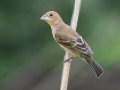 Blue Grosbeak- Cross Creeks NWR, Pool 2 ABC, Stewart, Tennessee, 5/15/2025