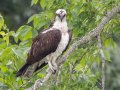 Osprey - Cross Creeks NWR, Pool 2 ABC, Stewart, Tennessee, 5/15/2025