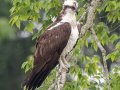 Osprey - Cross Creeks NWR, Pool 2 ABC, Stewart, Tennessee, 5/15/2025
