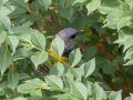Mourning Warbler - 1038–1098 Barnhill Rd, Clarksville US-TN, Montgomery, Tennessee, 5/18/2025