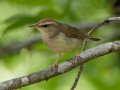 Swainson's Warbler - Gatling Point Rec Area (36.5575,-87.9038), Stewart, Tennessee, 5/20/2025