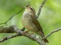 Swainson's Warbler - Gatling Point Rec Area (36.5575,-87.9038), Stewart, Tennessee, 5/20/2025