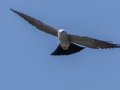 Mississippi Kite - Cross Creeks NWR, Pool 2 ABC, Stewart, Tennessee, 5/23/2025