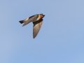 Cliff Swallow - Cross Creeks NWR, Pool 2 ABC, Stewart, Tennessee, 5/23/2025