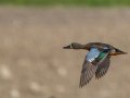 Blue-winged Teal - Cross Creeks NWR, Pool 2 ABC, Stewart, Tennessee, 5/23/2025