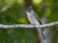 Eastern Wood-Pewee - Cross Creeks NWR, Stewart, Tennessee, 5/23/2025