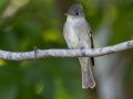 Eastern Wood-Pewee - Cross Creeks NWR, Stewart, Tennessee, 5/23/2025