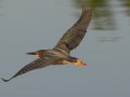 Green Heron - Cross Creeks NWR Headquarters, Stewart, Tennessee, 5/23/2025