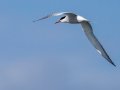 Common Tern - Cross Creeks NWR, Pool 2 ABC, Stewart, Tennessee, 5/23/2025