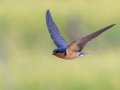 Barn Swallow - Cross Creeks NWR Headquarters, Stewart, Tennessee, 5/24/2025