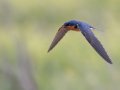 Barn Swallow - Cross Creeks NWR Headquarters, Stewart, Tennessee, 5/24/2025
