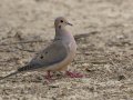 Mourning Dove - Cross Creeks NWR, Stewart, Tennessee, 5/24/2025