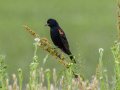 Red-winged Blackbird - Cross Creeks NWR Headquarters, Stewart, Tennessee, 5/24/2025