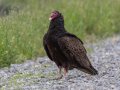 Turkey Vulture - Cross Creeks NWR, Stewart, Tennessee, 5/24/2025