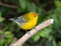 Prothonotary Warbler - Cross Creeks NWR, Stewart, Tennessee, 5/24/2025