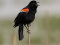 Red-winged Blackbird - Cross Creeks NWR, Stewart, Tennessee, 5/24/2025