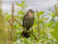 Red-winged Blackbird - Cross Creeks NWR, Stewart, Tennessee, 5/24/2025