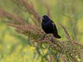 Red-winged Blackbird - Cross Creeks NWR, Stewart, Tennessee, 5/24/2025