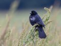 Red-winged Blackbird - Cross Creeks NWR, Stewart, Tennessee, 5/24/2025