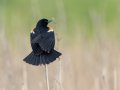 Red-winged Blackbird - Cross Creeks NWR, Stewart, Tennessee, 5/24/2025