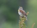 Dickcissel - Cross Creeks NWR, Stewart, Tennessee, 5/24/2025
