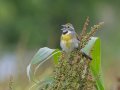 Dickcissel - Cross Creeks NWR, Stewart, Tennessee, 5/24/2025