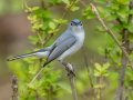 Blue-gray Gnatcatcher - 1268 The Trace, Dover US-TN 36.55396, -87.90181, Stewart, Tennessee, 4/17/2025