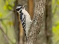 Downy Woodpecker - 1268 The Trace, Dover US-TN 36.55396, -87.90181, Stewart, Tennessee, 4/17/2025