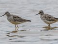 Lesser Yellowlegs, Barkley WMA, Stewart, Tennessee, 4/17/2025