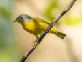Nashville Warbler - 1268 The Trace, Dover US-TN 36.55396, -87.90181, Stewart, Tennessee, 4/17/2025