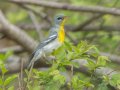 Northern Parula - 1268 The Trace, Dover US-TN 36.55396, -87.90181, Stewart, Tennessee, 4/17/2025