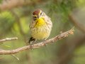 Palm Warbler - 1268 The Trace, Dover US-TN 36.55396, -87.90181, Stewart, Tennessee, 4/17/2025