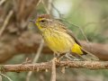 Palm Warbler - 1268 The Trace, Dover US-TN 36.55396, -87.90181, Stewart, Tennessee, 4/17/2025