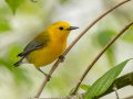 Prothonotary Warbler - 1268 The Trace, Dover US-TN 36.55396, -87.90181, Stewart, Tennessee, 4/17/2025